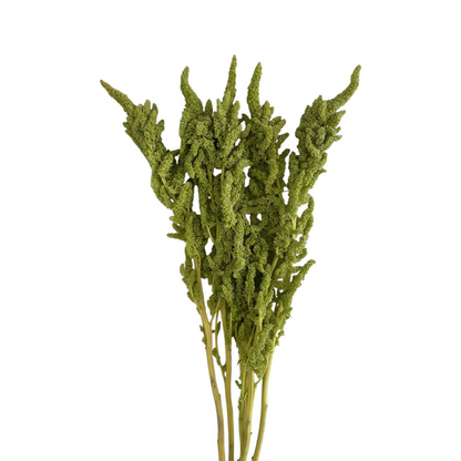 Amaranthus