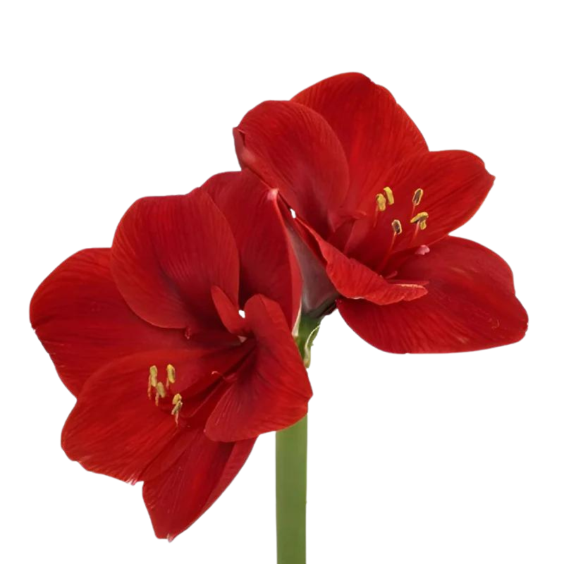 Amaryllis Red (Stem)