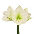 Amaryllis White (Stem)
