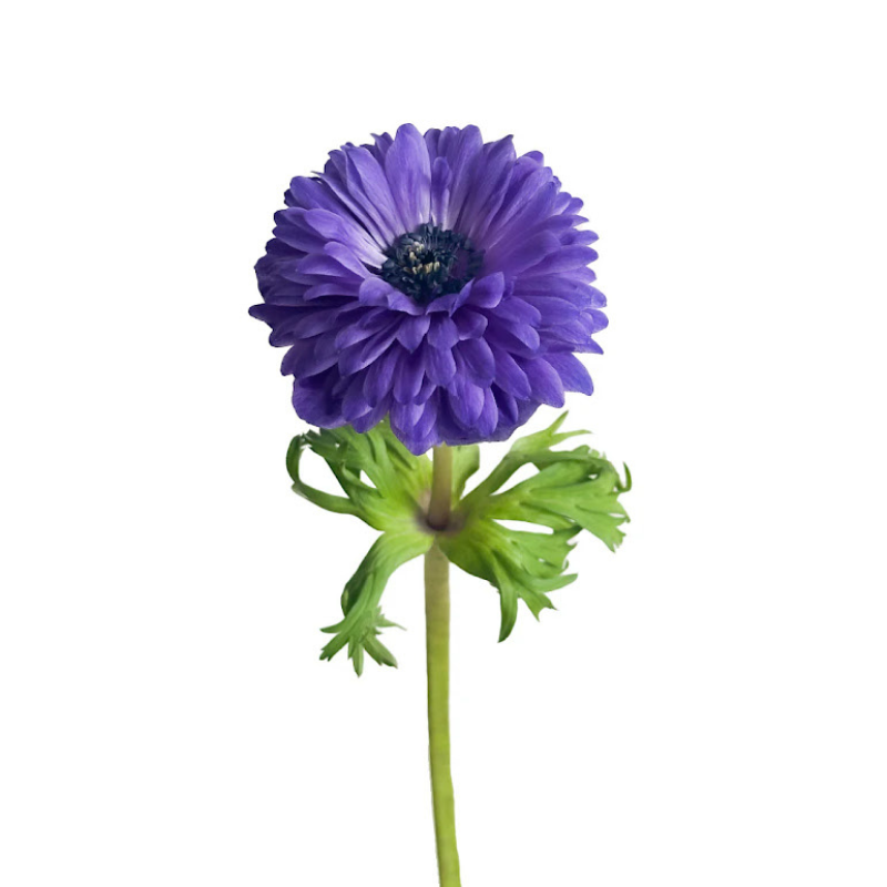 Anemone, Levante