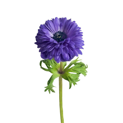 Anemone, Levante
