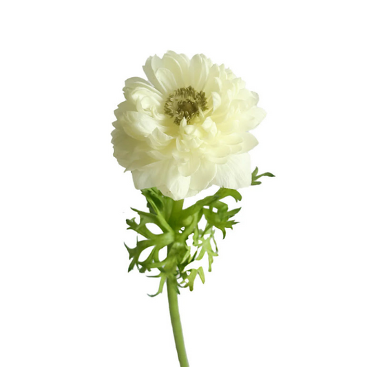 Anemone, Levante