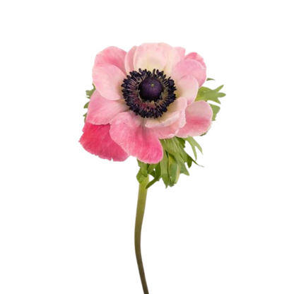 Anemone 10st/bu FORMAT DRAFT