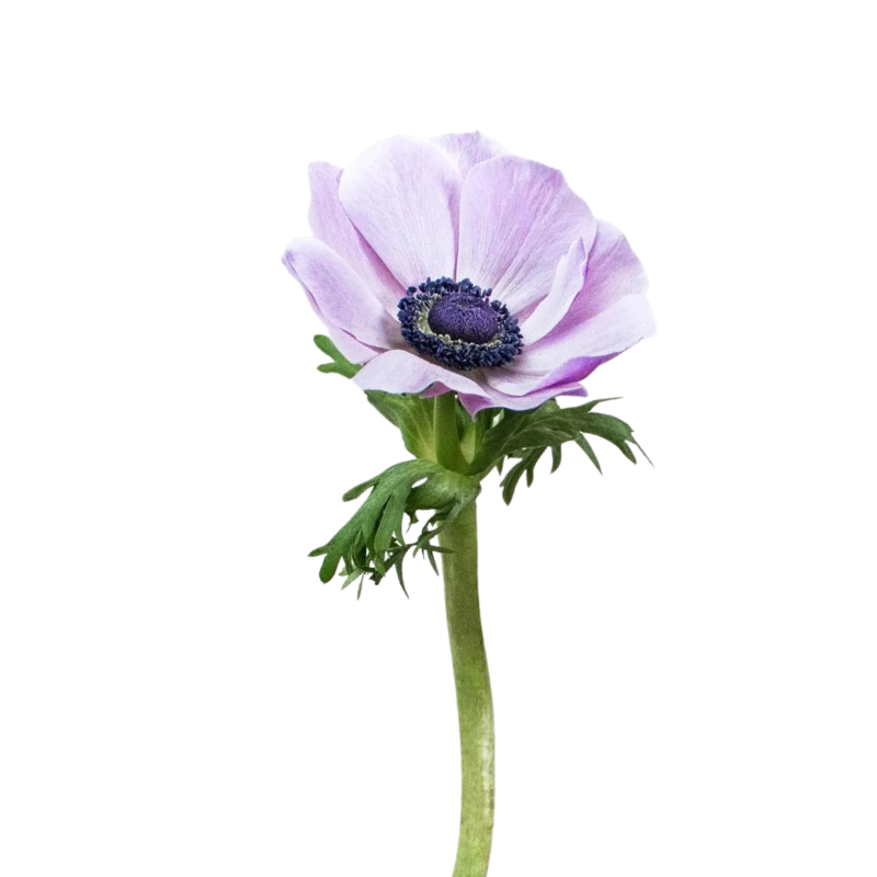 Anemone Soft Purple (10 Stems)