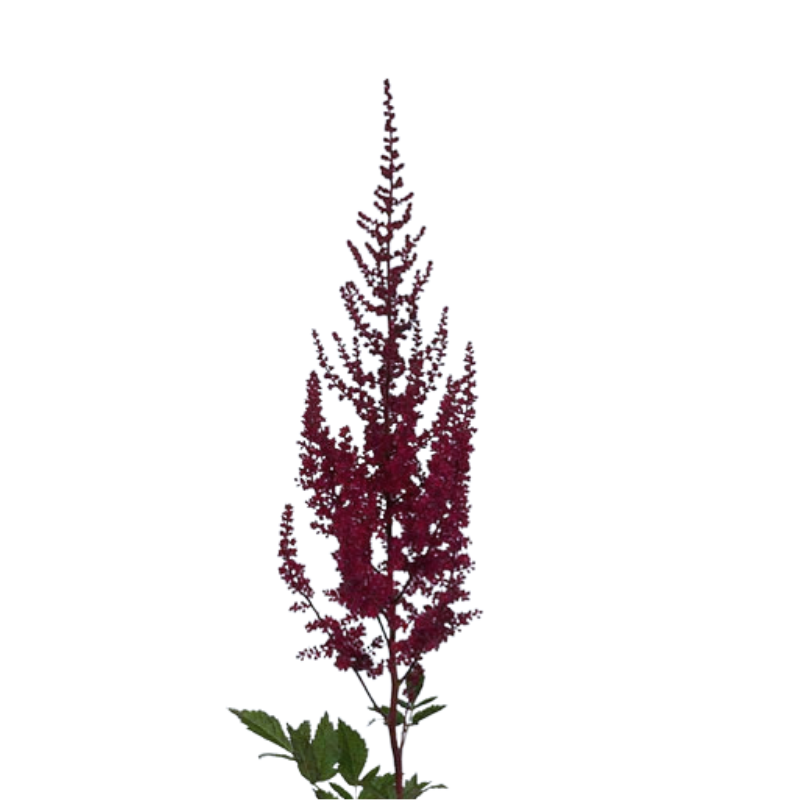 Astilbe Burgundy