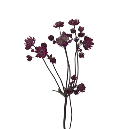 Astrantia Burgundy