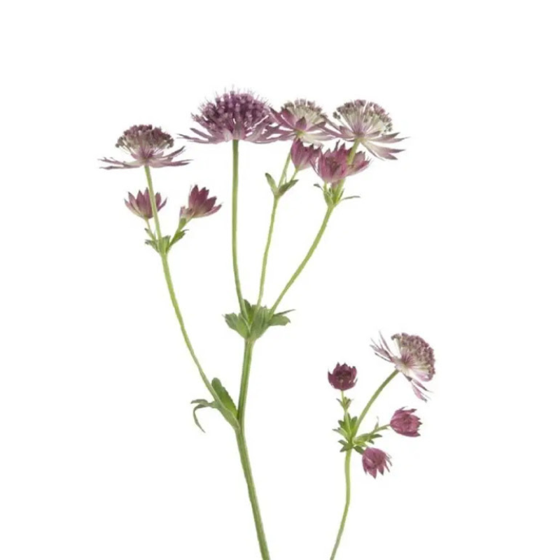 Astrantia Pink