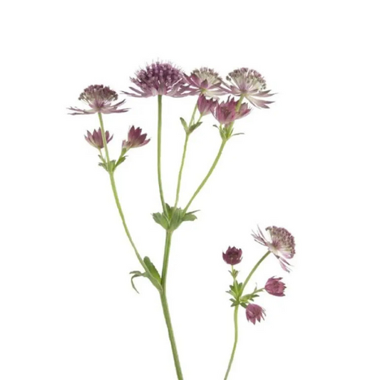 Astrantia Pink