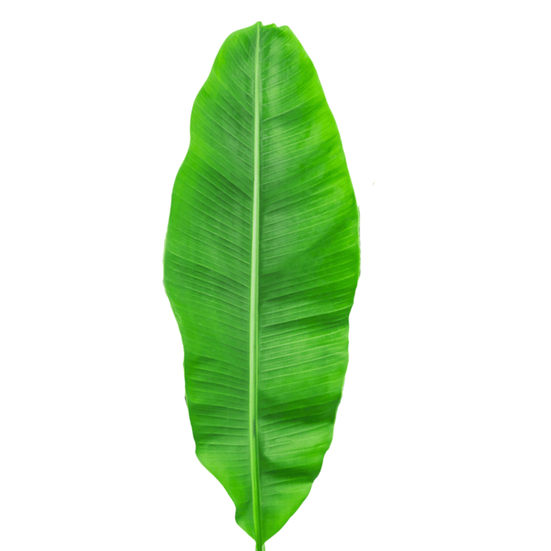 Banana Leaf (5 Stems)