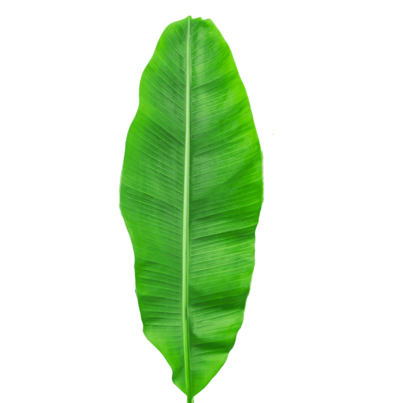 Banana Leaf (15 Stems)