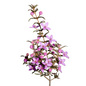 Boronia (10 stem bunch)