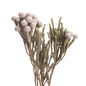 Brunia (10 stem bunch)