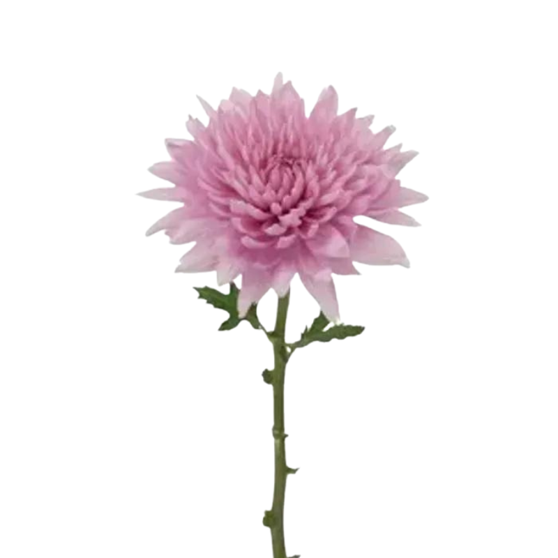 Chrysanthemum Disbud Pink (10 Stems)