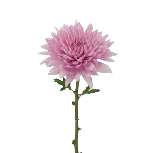 Chrysanthemum Disbud Pink (10 Stems)