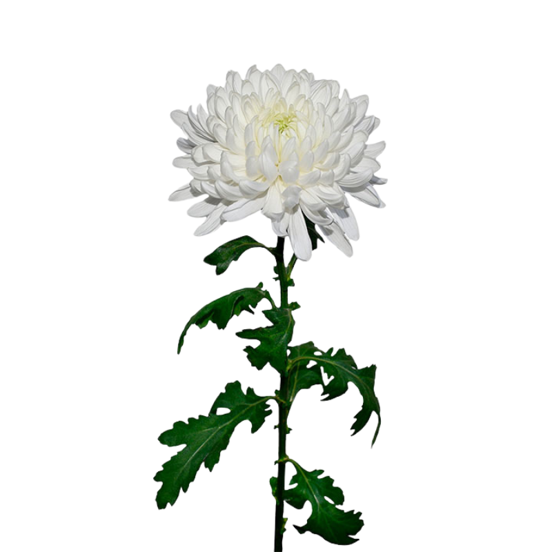 Chrysanthemum Disbud White (10 Stems)