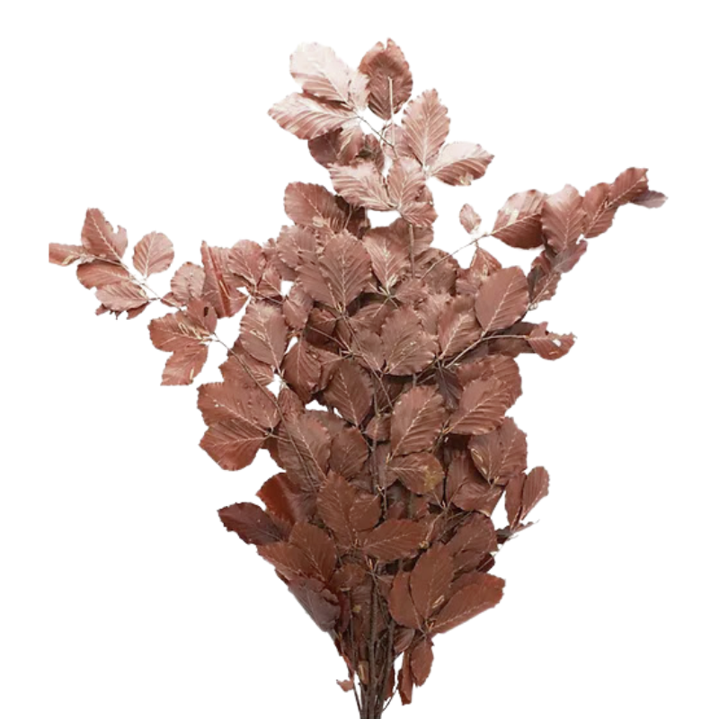 Copper Beech Brown