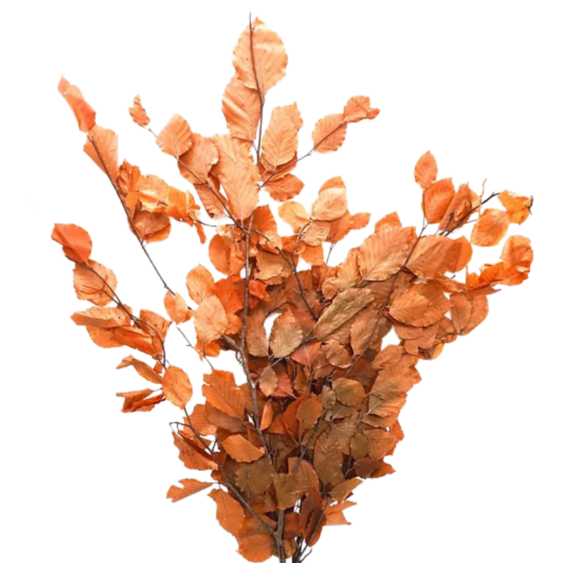 Copper Beech Orange
