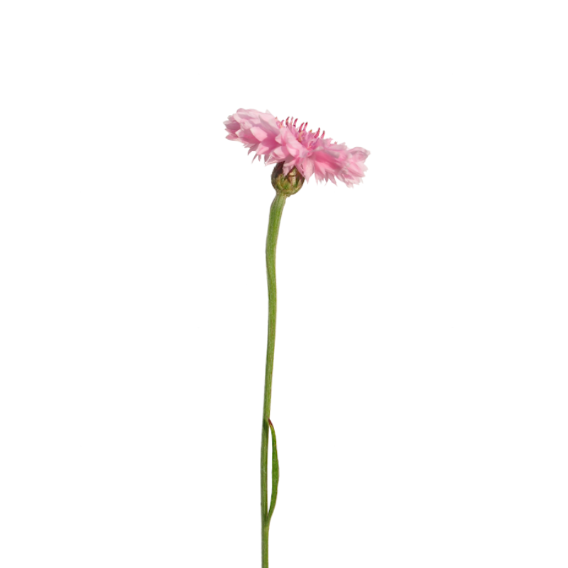 Cornflower Pink