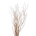 Curly Willow (Medium)
