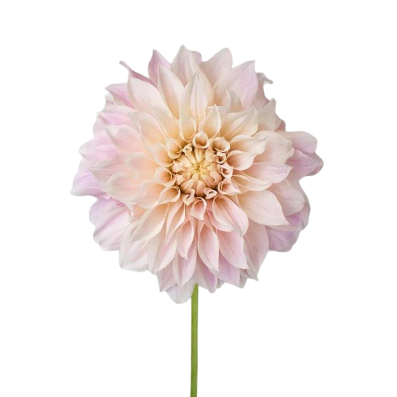 Dahlia Blush (5 Stems)