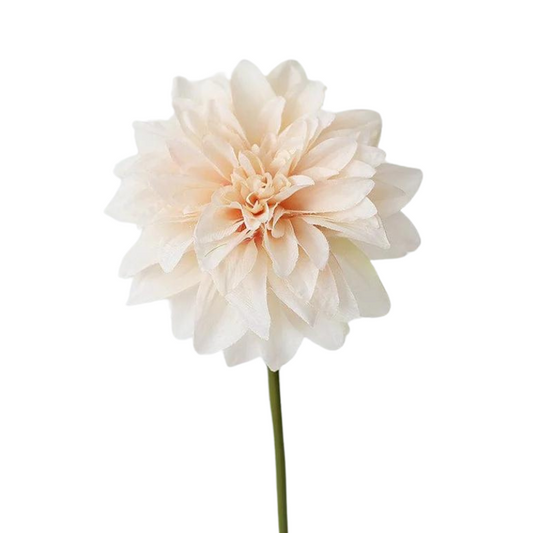 Dahlia Cream (5 Stems)