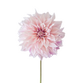 Dahlia Light Pink (5 Stems)