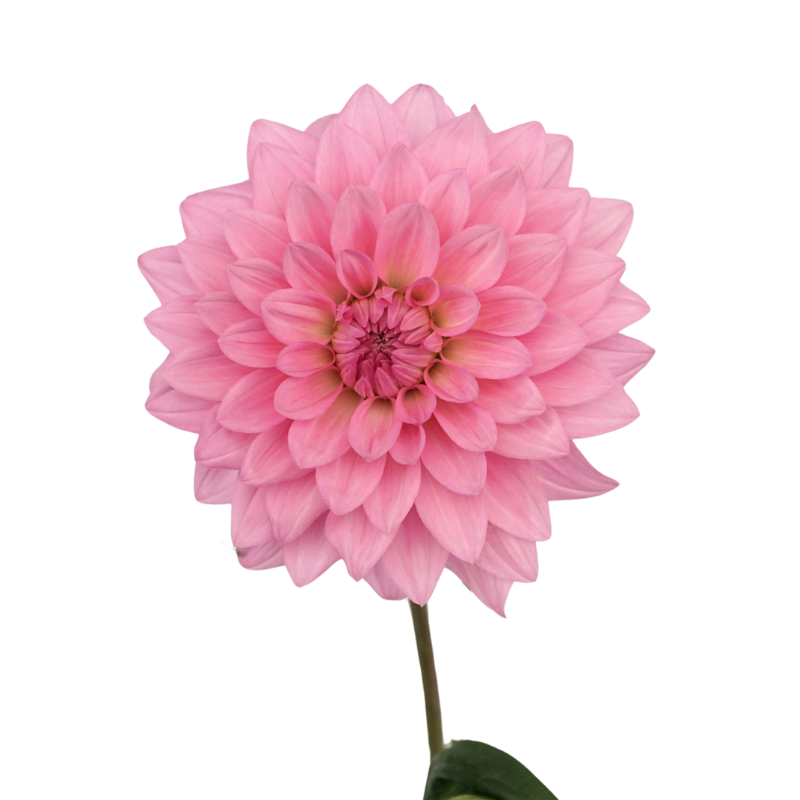 Dahlia Medium Pink (5 Stems)