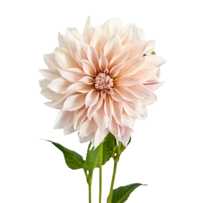 Dahlia Peach (5 Stems)