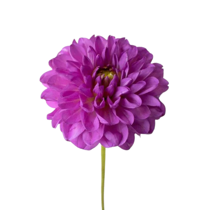 Dahlia Purple (5 Stems)