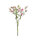 Dianthus Light Pink (10 Stems)