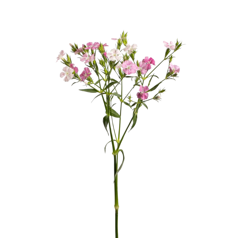 Dianthus Light Pink (10 Stems)