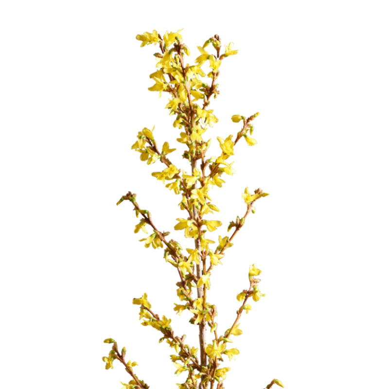 Forsythia Branch