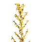 Forsythia Branch