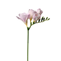Freesia Light Pink
