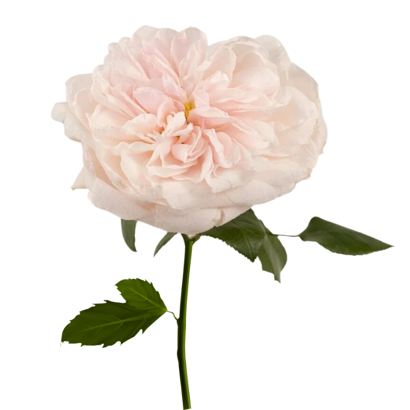 Garden Rose Blush (12 stems)