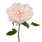 Garden Rose Blush (12 stem bunch)