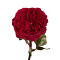 Garden Rose Burgundy (12 stems)