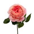 Garden Rose Coral (12 stems)