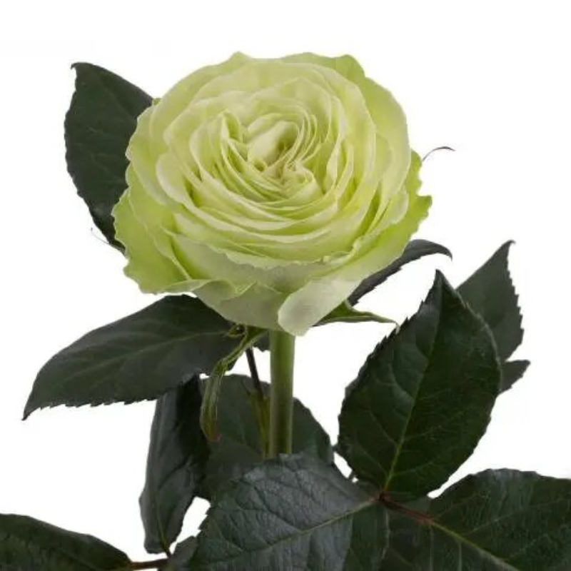 Garden Rose Green (12 stems)