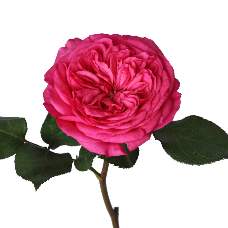 Garden Rose Hot Pink (12 stems)