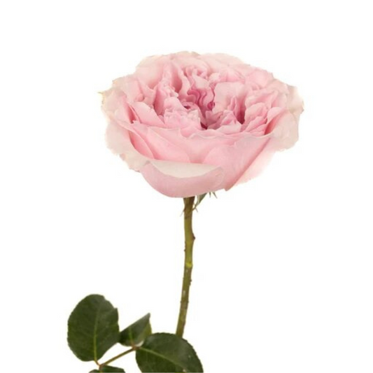 Garden Rose Light Pink (12 stems)