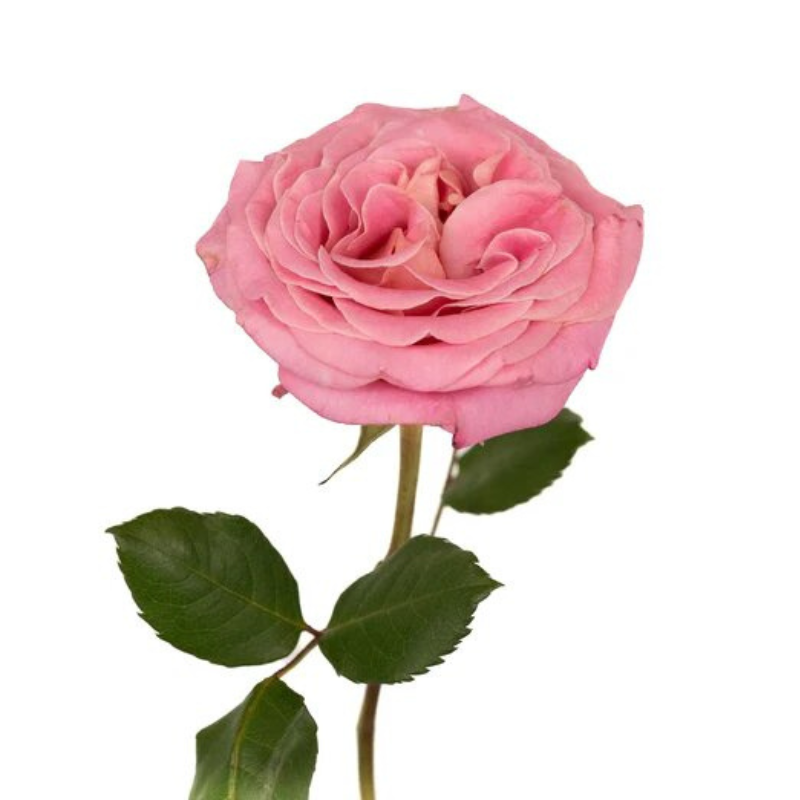 Garden Rose Medium Pink (12 stems)