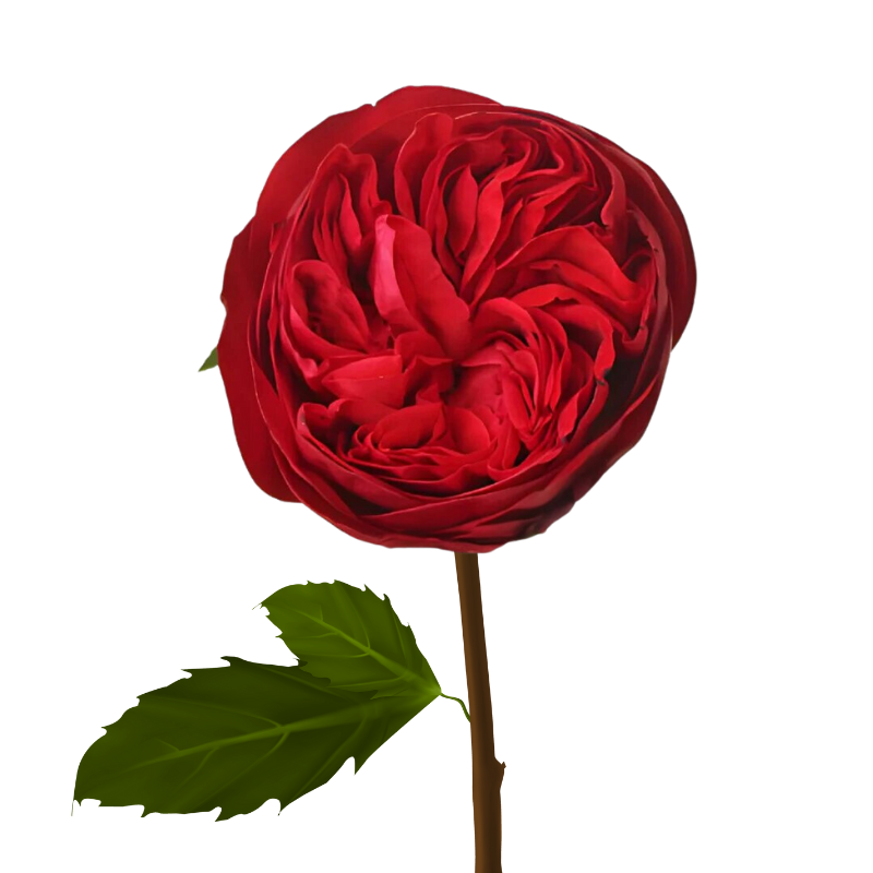 Garden Rose Red (12 stems)