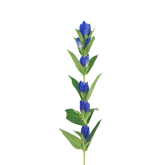 Gentiana