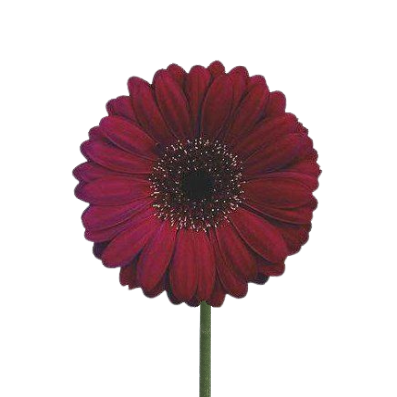 Gerbera Dark Center Burgundy (10 stems)