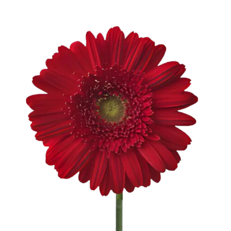 Gerbera Light Center Burgundy (10 stems)
