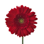 Gerbera Light Center Burgundy (10 stem bunch)