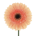 Gerbera Dark Center Coral (10 stems)