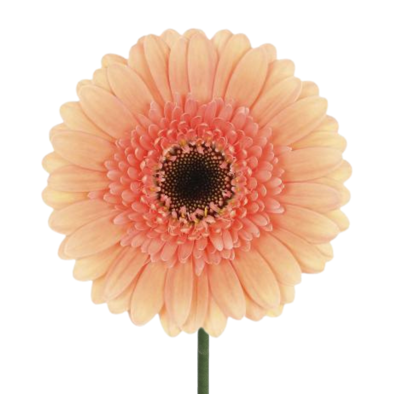 Gerbera Dark Center Coral (10 stems)