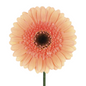 Gerbera Dark Center Coral (10 stem bunch)